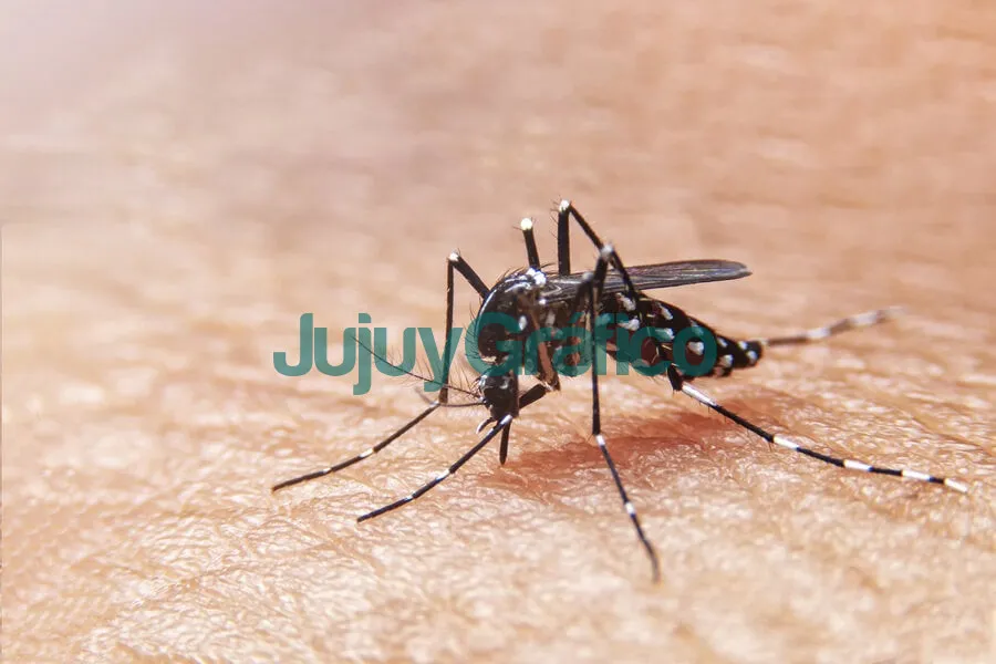 El dengue se transmite por la picadura del mosquito infectado 2