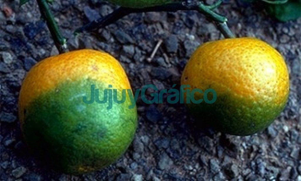 Jujuy libre de HLB en la produccion citricola 2