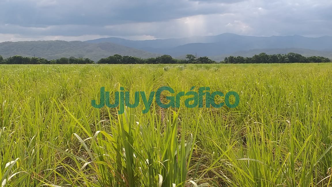 La sequia provoco perdidas de mas del 30 en la produccion de cana de azucar1