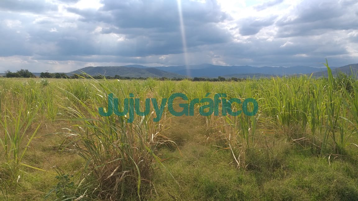 La sequia provoco perdidas de mas del 30 en la produccion de cana de azucar2