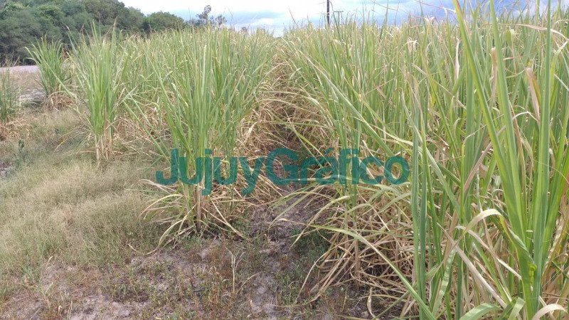 La sequia provoco perdidas de mas del 30 en la produccion de cana de azucar3