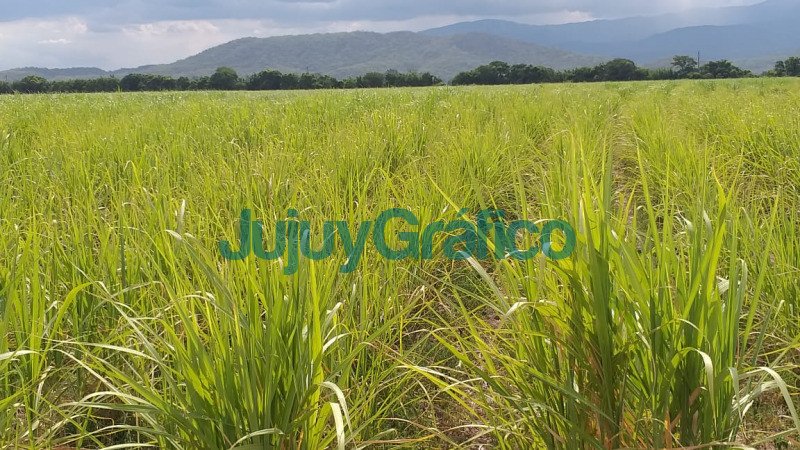 La sequia provoco perdidas de mas del 30 en la produccion de cana de azucar4