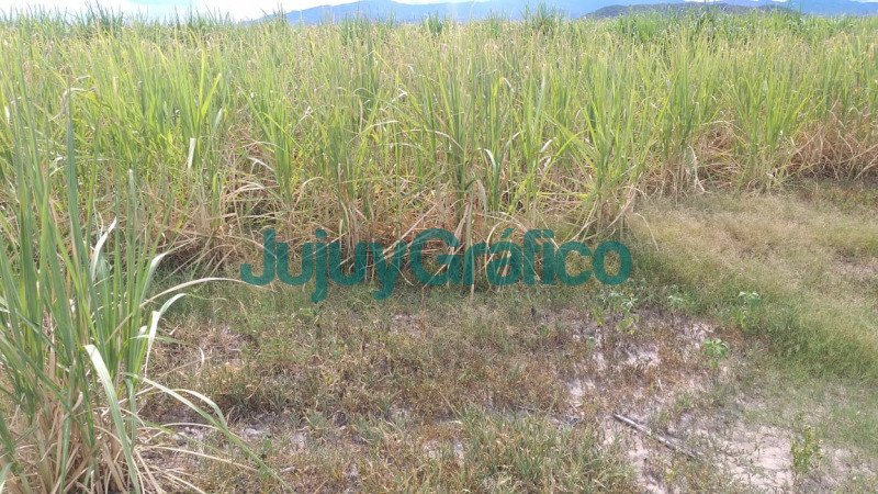 La sequia provoco perdidas de mas del 30 en la produccion de cana de azucar5