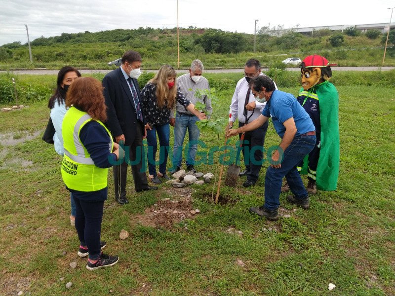 Lapachos rosados plantados sobre colectora de Ruta 66 1 Lapachos rosados plantados sobre colectora de Ruta 66