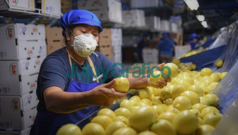 Ledesma volvio a liderar las exportaciones argentinas de citricos 1