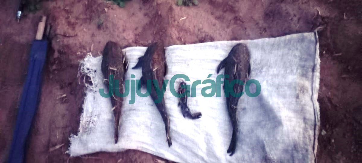 Por la veda de pesca se realizan operativos en ríos de Jujuy 3 Por la veda de pesca se realizan operativos en rios de Jujuy 2