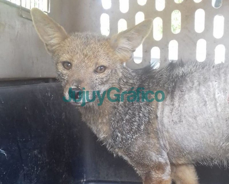Rescate de un zorro gris en Alto Comedero 1