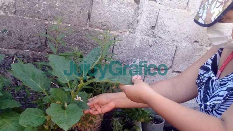 Se sigue promoviendo Huertas Familiares y Domiciliarias 2 Se sigue promoviendo Huertas Familiares y Domiciliarias 1