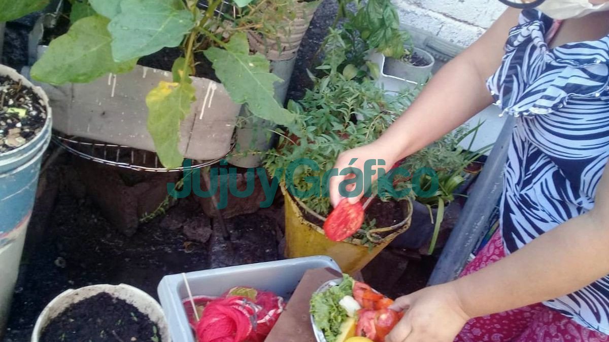 Se sigue promoviendo Huertas Familiares y Domiciliarias 2