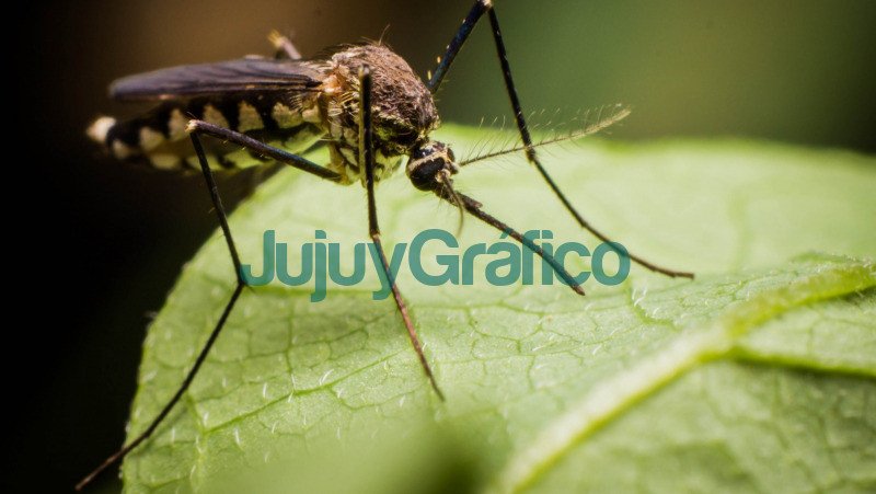 mosquito aedes trasmisor del dengue