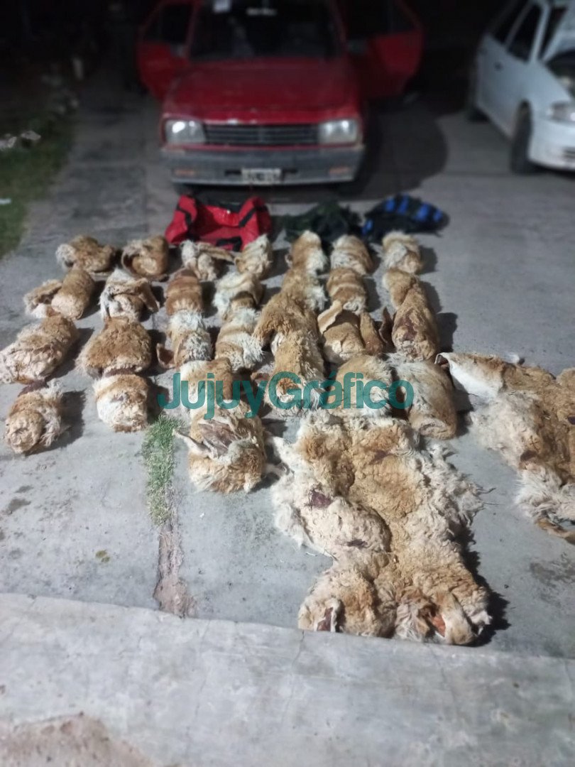 Incautan 30 cueros de vicuna ilegales en Purmamarca 1