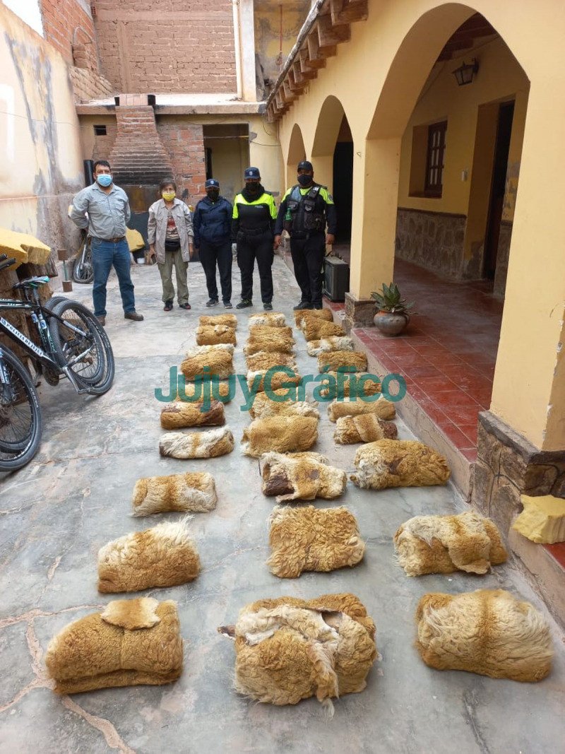 Incautan 30 cueros de vicuna ilegales en Purmamarca 3