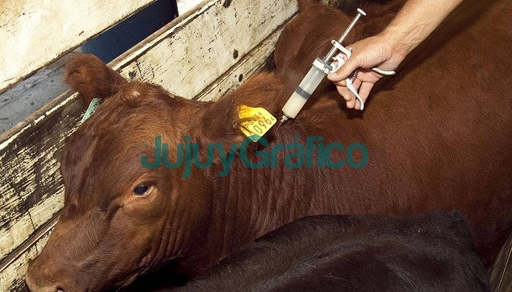 La campaña de vacunación antiaftosa empezará el 11 de abril 1 vacunacion antiaftosa