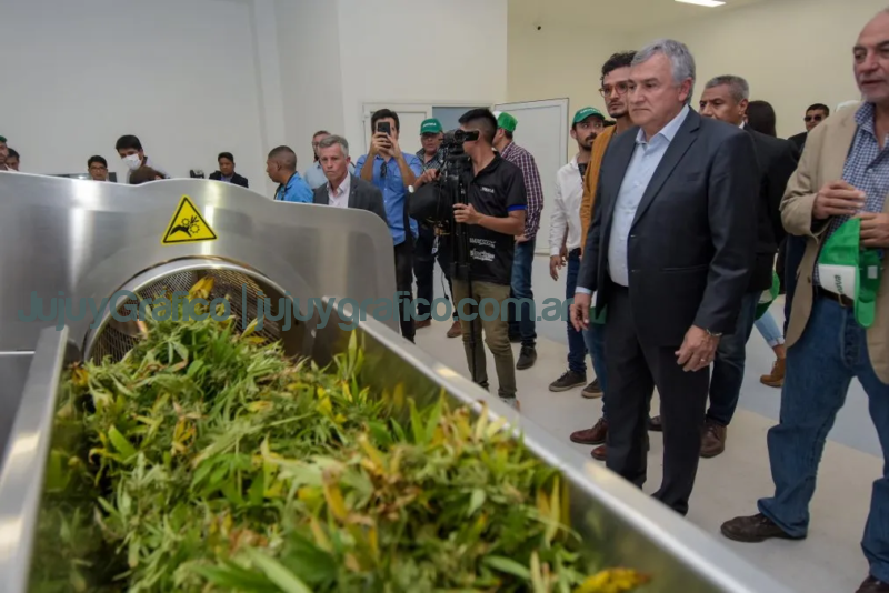 Morales puso en marcha la cosecha de cannabis medicinal 1