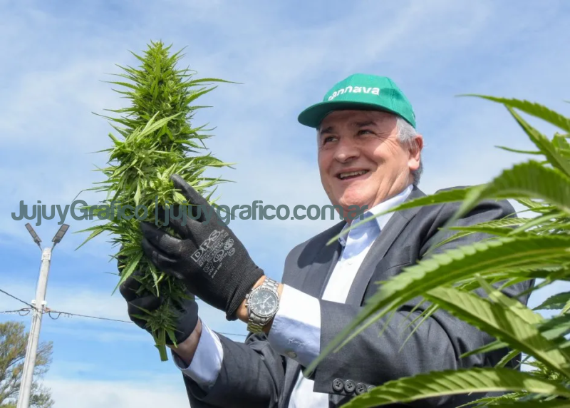 Morales puso en marcha la cosecha de cannabis medicinal 3