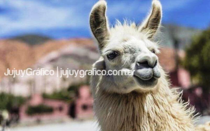 Se celebrará en Jujuy en Congreso Mundial de Camélidos en 2023 5 Llama
