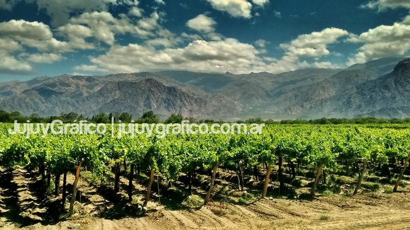 Viñedos