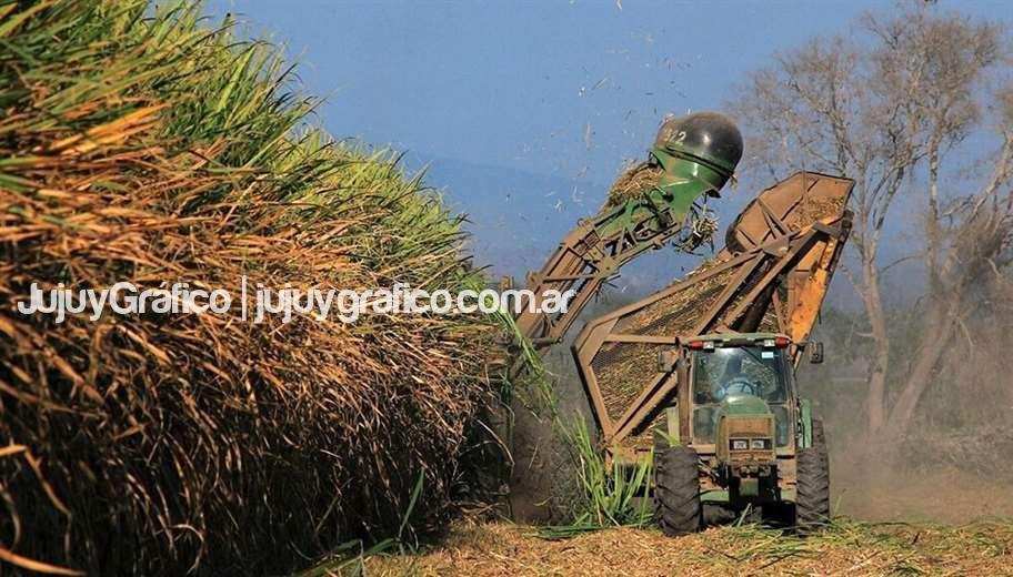 Cañeros de Jujuy importarían urea boliviana 10 zafra caña azucar