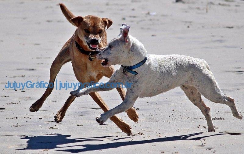 Proyecto de creación de un registro de animales potencialmente peligrosos 5 pelea de perros