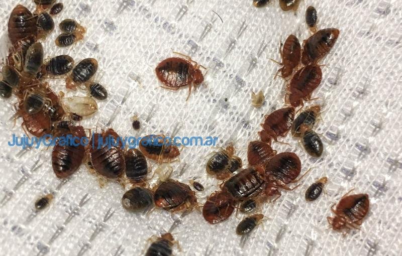 Chinches de cama: cómo prevenirse y eliminarlas 1 Chinches de la cama