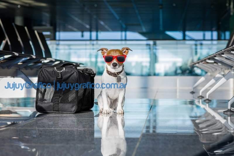 Lo que debes saber sobre la salud de tu mascota antes de viajar 1 Lo que debes saber sobre la salud de tu mascota antes de viajar 1