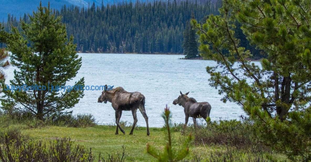 Siete destinos ideales para conocer gente mientras viajás 5 Vida silvestre en Jasper Canada