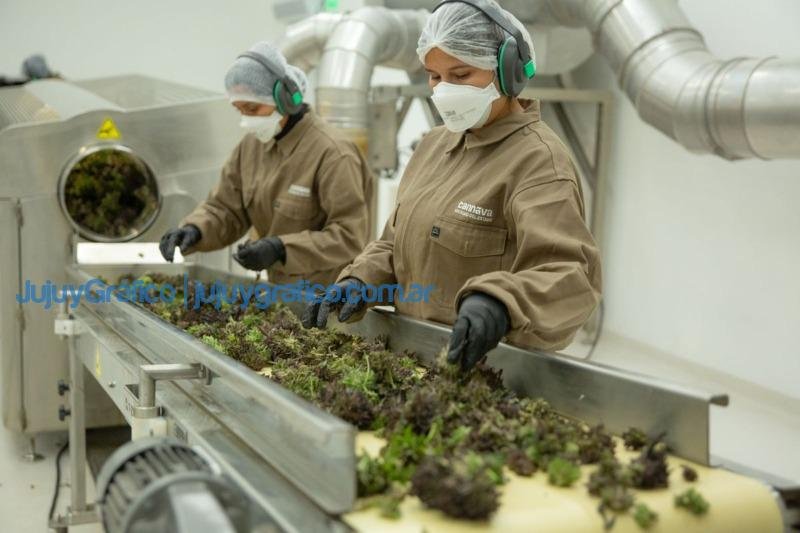 Nominaron a Cannava SE a un premio internacional 1 Nominaron a Cannava SE a un premio internacional 2