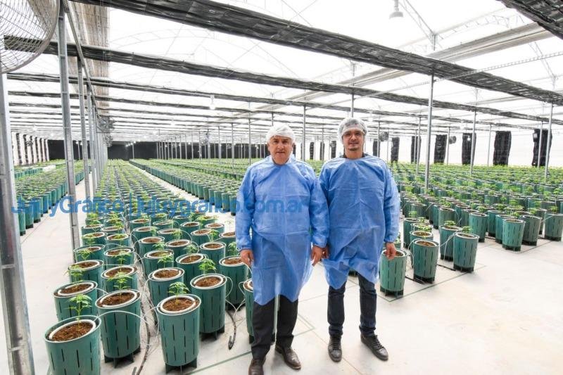 Invernaderos para producir Cannabis Medicinal de la más alta calidad 2 Invernaderos para producir Cannabis Medicinal de la mas alta calidad 1