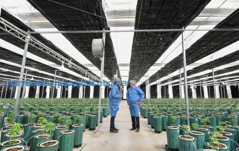 Invernaderos para producir Cannabis Medicinal de la más alta calidad 1 Invernaderos para producir Cannabis Medicinal de la mas alta calidad 2