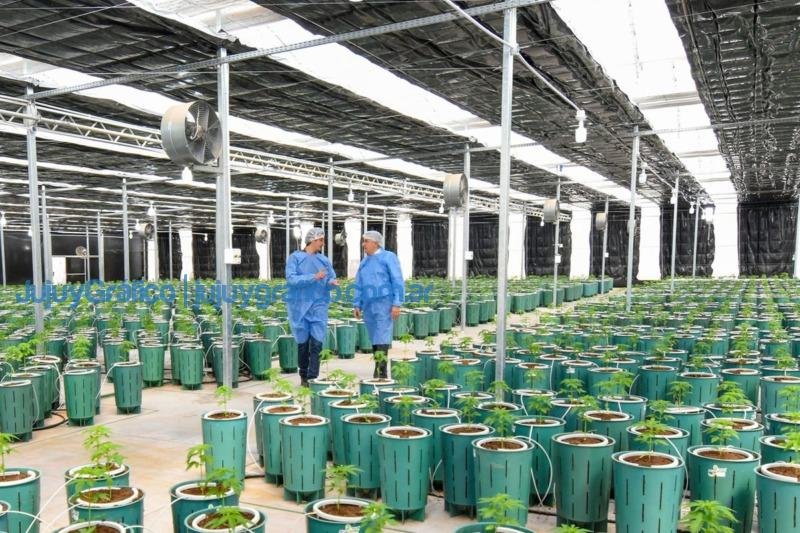 Invernaderos para producir Cannabis Medicinal de la más alta calidad 3 Invernaderos para producir Cannabis Medicinal de la mas alta calidad 3