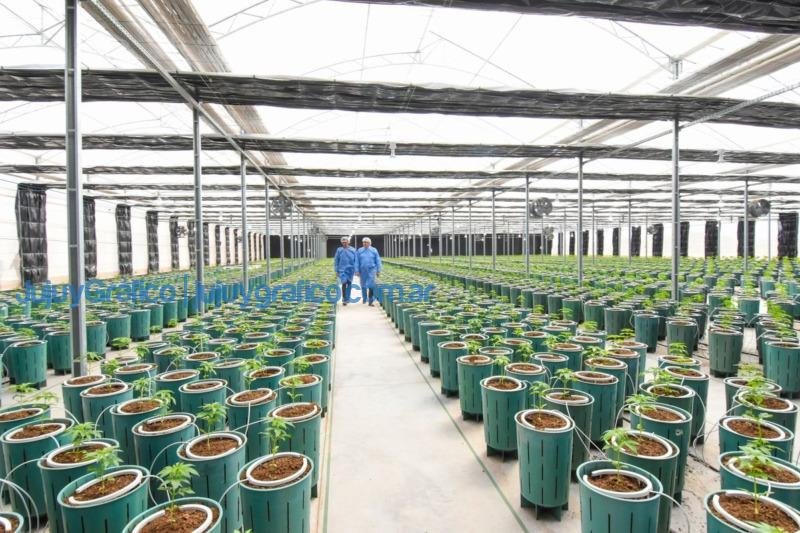 Invernaderos para producir Cannabis Medicinal de la más alta calidad 4 Invernaderos para producir Cannabis Medicinal de la mas alta calidad 4