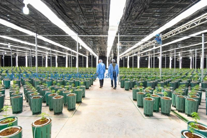 Invernaderos para producir Cannabis Medicinal de la más alta calidad 6 Invernaderos para producir Cannabis Medicinal de la mas alta calidad 6