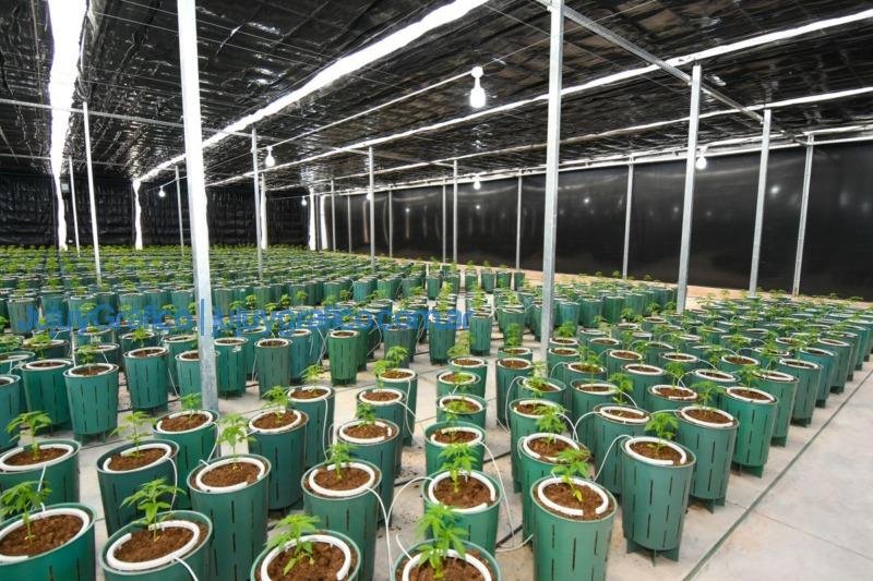 Invernaderos para producir Cannabis Medicinal de la mas alta calidad 7