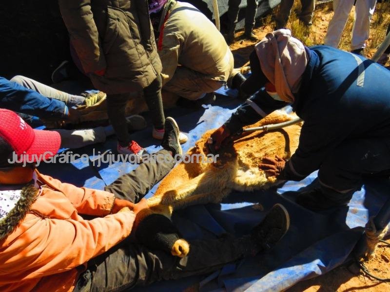 Jujuy inició la temporada de Chakus 2022 13 Jujuy inicio la temporada de Chakus 2022 3