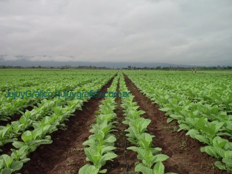Gestión de los recursos para la lucha antigranizo 3 plantacion de tabaco Jujuy