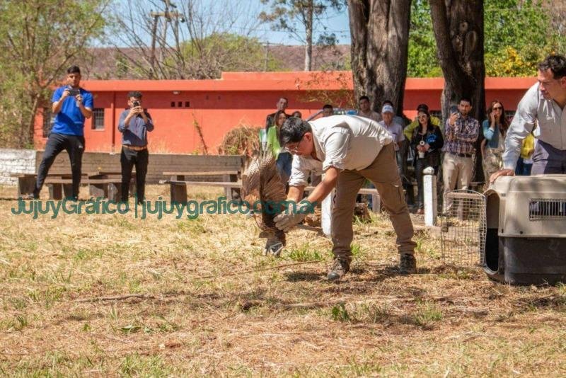 7 años de CAFAJU cuidando a la fauna autóctona de Jujuy 3 7 anos de CAFAJU cuidando a la fauna autoctona de Jujuy 4