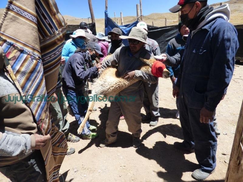 Chakus Balance de la esquila sustentable de vicunas 1