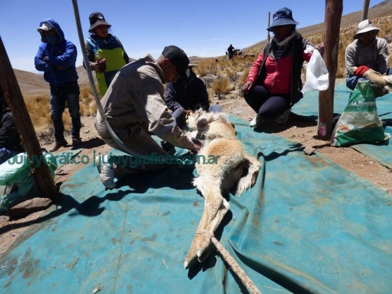 Preparativos finales para la esquila sustentable 2024 de vicuñas en Jujuy 9 Chakus Balance de la esquila sustentable de vicunas 2 Preparativos finales para la esquila sustentable 2024 de vicuñas en Jujuy