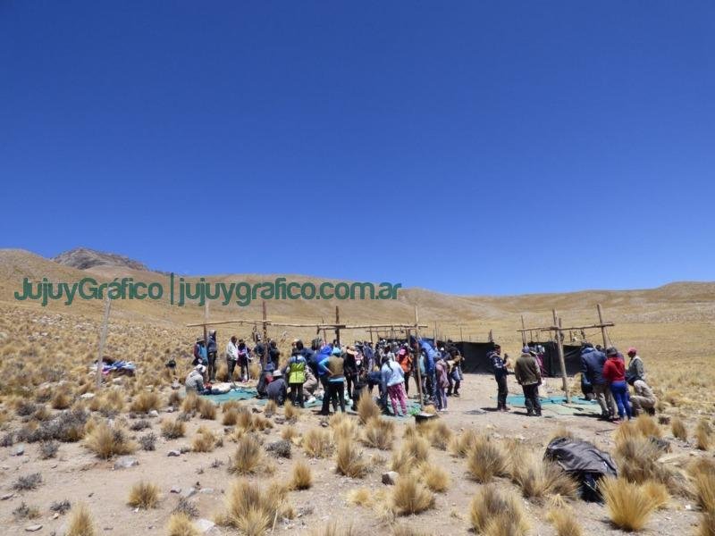 Chakus Balance de la esquila sustentable de vicunas 4