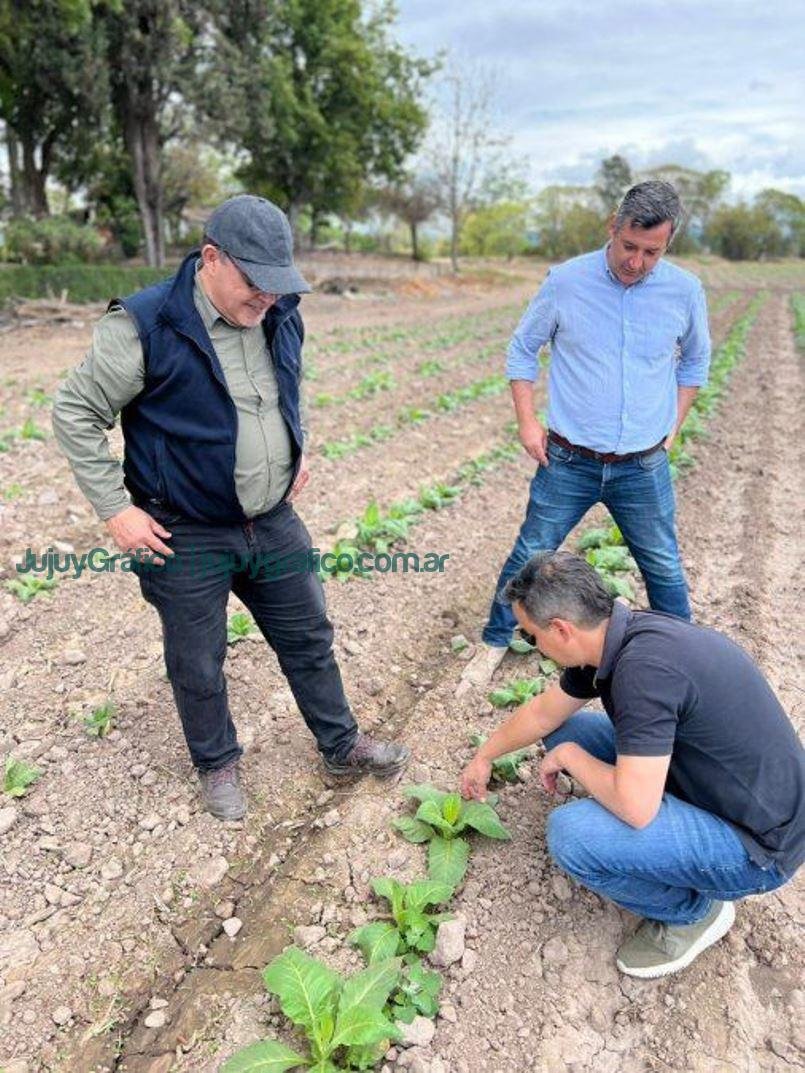 El coordinador del Programa de Reconversión de Áreas Tabacaleras en Jujuy 2 El coordinador del Programa de Reconversion de Areas Tabacaleras en Jujuy 3