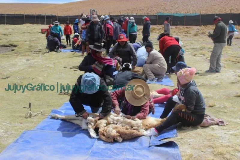 Mataron 23 vicuñas en las Lagunas de Vilama 2 Esquila vicuna en Lagunillas del Farallon