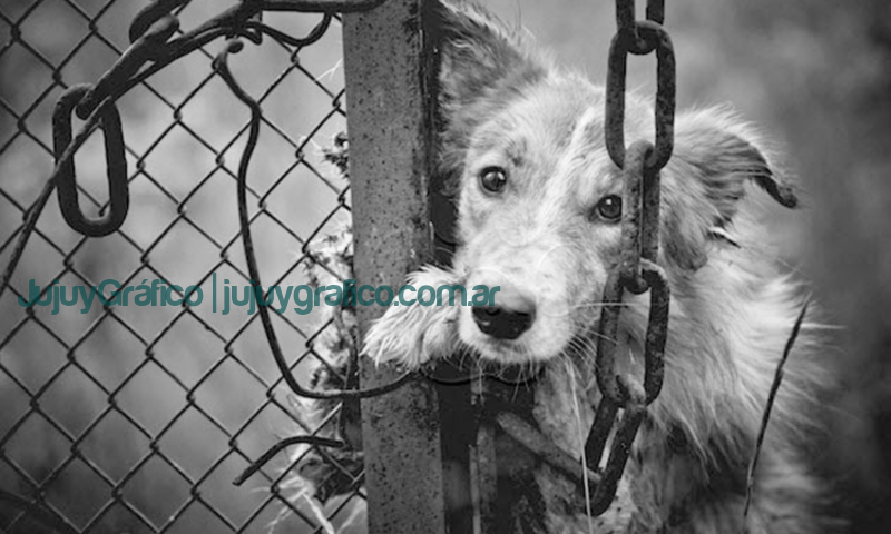 InProDA Creacion del Instituto de Proteccion del Derecho Del Animal de Jujuy