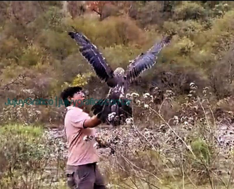 Un Águila mora fue liberada con éxito por CAFAJu 7 Un Aguila mora fue liberada con exito por CAFAJu 2