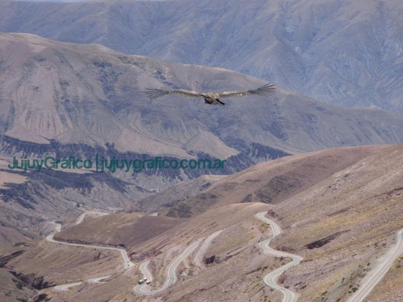 El Cóndor Andino Monumento Natural Provincial 2 Condor sobrevolando la Cuesta de Lipan