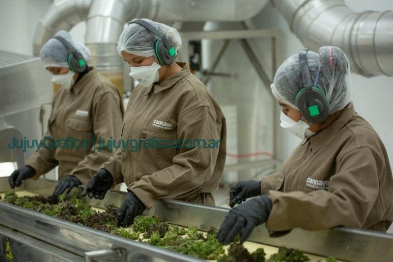 La empresa estatal jujeña Cannava obtuvo Certificación Internacional de Calidad 3 La empresa del estado jujeno Cannava obtuvo Certificacion Internacional de Calidad 1