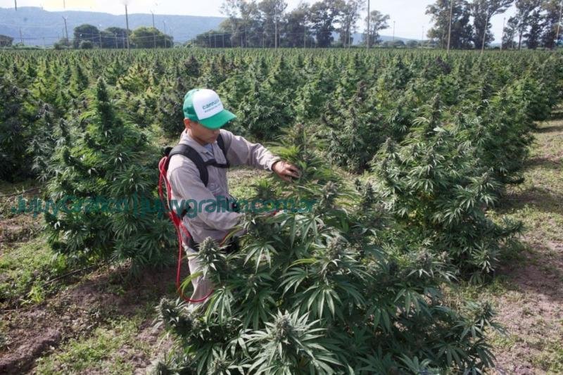 La empresa del estado jujeno Cannava obtuvo Certificacion Internacional de Calidad 2 primera formulación farmacéutica con THC de Industria Nacional