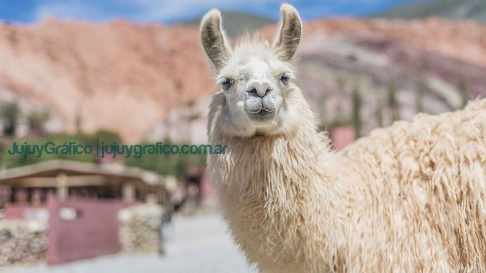 Convocatoria al "IX Congreso Mundial sobre Camélidos" 3 llama Purmamarca Cerro Sieta Colores