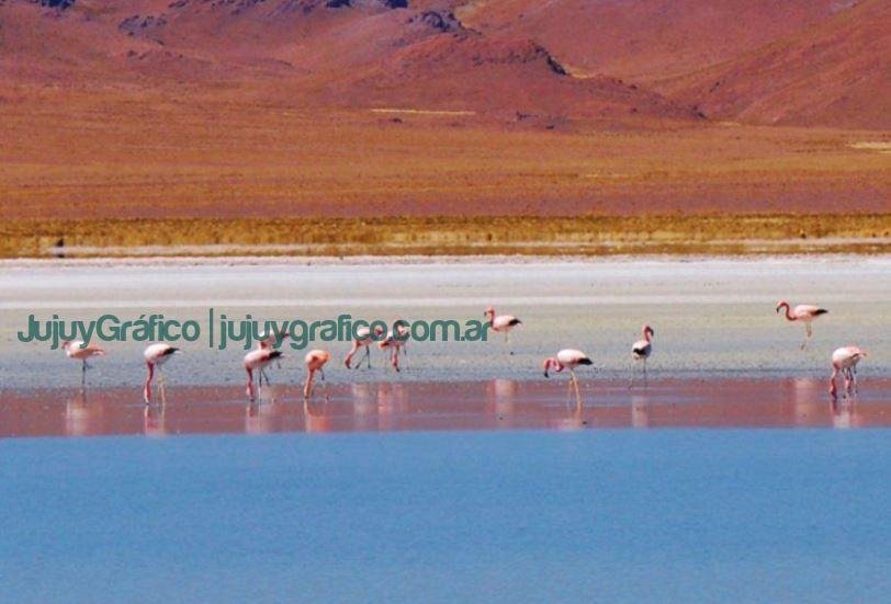 Por la Reserva de Biósfera Laguna de Pozuelos se avanza en el Plan de Manejo 11 Por la Reserva de Biósfera Laguna de Pozuelos se avanza en el Plan de Manejo