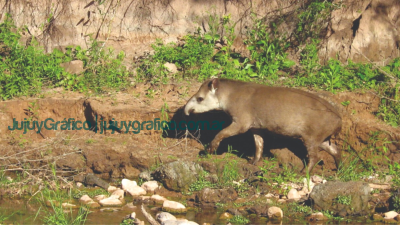El Tapir Monumento Natural Provincial Jujuy 2