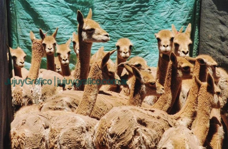 Coordinación para prevenir la caza furtiva de vicuñas en la Puna de Jujuy 5 Vicunas en silvestria reunion internacional para su proteccion 1 Coordinación para prevenir la caza furtiva de vicuñas en la Puna de Jujuy